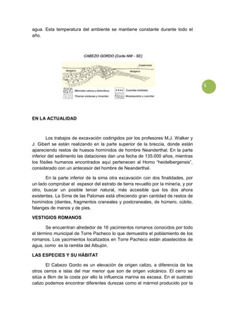 5
agua. Esta temperatura del ambiente se mantiene constante durante todo el
año.
EN LA ACTUALIDAD
Los trabajos de excavación codirigidos por los profesores M,J. Walker y
J. Gibert se están realizando en la parte superior de la breccia, donde están
apareciendo restos de huesos homínidos de hombre Neanderthal. En la parte
inferior del sedimento las dataciones dan una fecha de 135.000 años, mientras
los fósiles humanos encontrados aquí pertenecen al Homo “heidelbergensis”,
considerado con un antecesor del hombre de Neanderthal.
En la parte inferior de la sima otra excavación con dos finalidades, por
un lado comprobar el espesor del estrato de tierra revuelto por la minería, y por
otro, buscar un posible tercer natural, más accesible que los dos ahora
existentes. La Sima de las Palomas está ofreciendo gran cantidad de restos de
homínidos (dientes, fragmentos craneales y postcraneales, de húmero, cúbito,
falanges de manos y de pies.
VESTIGIOS ROMANOS
Se encuentran alrededor de 16 yacimientos romanos conocidos por todo
el término municipal de Torre Pacheco lo que demuestra el poblamiento de los
romanos. Los yacimientos localizados en Torre Pacheco están abastecidos de
agua, como es la rambla del Albujón.
LAS ESPECIES Y SU HÁBITAT
El Cabezo Gordo es un elevación de origen calizo, a diferencia de los
otros cerros e islas del mar menor que son de origen volcánico. El cerro se
sitúa a 8km de la costa por ello la influencia marina es escasa. En el sustrato
calizo podemos encontrar diferentes durezas como el mármol producido por la
 
