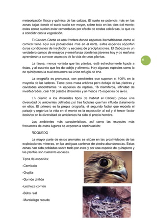 6
meteorización física y química de las calizas. El suelo se potencia más en las
zonas bajas donde el suelo suele ser mayor, sobre todo en los pies del monte;
estas zonas suelen estar cementadas por efecto de costas calcáreas, lo que va
a coincidir con la vegetación.
El Cabezo Gordo es una frontera donde especies iberoafricanas como el
cornical tiene aquí sus poblaciones más en el norte, estas especies soportan
duras condiciones de insolación y escasez de precipitaciones. El Cabezo es un
verdadero campo de ensayos y enseñanza donde los jóvenes hoy y de mañana
aprenderán a conocer aspectos de la vida de unas plantas.
La fauna, menos variada que las plantas, está estrechamente ligada a
éstas, y al sustrato que les da cobijo y alimento. Hay algunas especies como la
de quirópteros la cual encuentra su único refugio de cria.
La orografía es pronuncia, con pendientes que superan el 100% en la
mayoría de las laderas. Tiene poca masa arbórea pero debajo de las piedras y
cavidades encontramos 14 especies de reptiles, 16 mamíferos, infinidad de
invertebrados, casi 150 plantas diferentes y al menos 75 especies de aves.
En cuanto a los diferentes tipos de hábitat el Cabezo posee una
diversidad de ambientes definidos por tres factores que han influido claramente
en ellos. El primero es la propia orografía, el segundo factor que modela el
paisaje y organiza la vida en el monte es la exposición al sol y el tercer factor
decisivo en la diversidad de ambientes ha sido el propio hombre.
Los ambientes más característicos, así como las especies más
frecuentes de estos lugares se exponen a continuación:
ROQUEDO
La mayor parte de estos animales se sitúan en las proximidades de las
explotaciones mineras, en las antiguas canteras de piedra abandonadas. Estas
zonas han sido pobladas sobre todo por aves y por una especie de quiróptero y
las plantas son bastante escasas.
Tipos de especies:
-Cernícalo
-Grajilla
-Gorrión chillón
-Lechuza común
-Búho real
-Murciélago rabudo
 