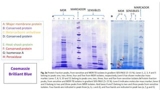 Coomassie
Brilliant Blue
 