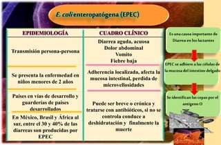 E.colienteropatógena (EPEC)
EPIDEMIOLOGÍA CUADRO CLÍNICO
Transmisión persona-persona
Diarrea aguda, acuosa
Dolor abdominal
Vomito
Fiebre baja
Se presenta la enfermedad en
niños menores de 2 años
Adherencia localizada, afecta la
mucosa intestinal, perdida de
microvellosidades
Países en vías de desarrollo y
guarderías de países
desarrollados
Puede ser breve o crónica y
tratarse con antibióticos, si no se
controla conduce a
deshidratación y finalmente la
muerte
En México, Brasil y África al
sur, entre el 30 y 40% de las
diarreas son producidas por
EPEC
Es unacausaimportantede
Diarrea enlos lactantes
EPECse adhiere a lascélulasde
lamucosadelintestino delgado
Seidentificanlascepaspor el
antígeno O
 