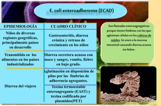 E. colienteroadherente (ECAD)
EPIDEMIOLOGÍA CUADRO CLÍNICO
Niños de diversas
regiones geográficas,
principalmente países
en desarrollo
Gastroenteritis, diarrea
crónica y retraso de
crecimiento en los niños
Transmitida en los
alimentos en los países
industrializados
Diarrea secretora acuosa con
moco y sangre, vomito, fiebre
en bajo grado.
Diarrea del viajero
Aglutinación en disposición de
pilas por las fimbrias de
adherencia agregantes.
Toxina termoestable
enteroagregante (EAST) y
toxina codificada por
plasmidos(PET)
Sonllamadasenteroagregativas
porquetienen fimbrias conlasque
aglutinancélulasen loscultivosde
tejidos. Se unen alamucosa
intestinal causandodiarrea acuosa
sinfiebre.
 