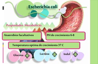 Escherichia coli
Propiedades Metabólicas
Anaerobios facultativos
Temperatura optima de crecimiento37 C
PH de crecimiento6-8
Glucosa Lactosa Indol
 