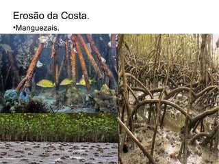Erosão da Costa.
•Manguezais.
 