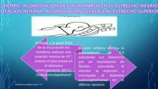 Al llegar a la parte final
de la excavación los
hombros realizan una
rotación interna de 45º,
orienta el biacromial en
el diámetro
anteroposterior del E.I
(subsacrosubpubiano)
El polo cefálico efectúa la
acomodación en E.S
educiendo sus diámetros
por un movimiento de
flexión, acercando el
mentón al esternón y
orientando el diámetro
suboccipitofrontal en el
oblicuo opuesto.
FFRANCISCO URANGA IMAS 1971
 