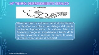 Mientras que la columna cervical (facilimum
de flexión) se coloca por debajo del pubis
haciendo hipomoclion, la cabeza fetal se
flexiona y progresa, expulsando a través de la
comisura vulvar, el mentón, la boca, la nariz,
la frente, y por ultimo el occipital
FFRANCISCO URANGA IMAS 1971
 