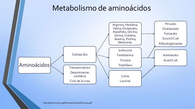 test metabolismo reseñas