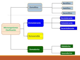 Osmotolerante
Halofilico
Sacarofilico
Halotolerante
Sacarotolerante
Xerotolerante
Halodurico
Sacarodurico
Osmofilico
Osmosensible
Osmodurico
Xerofilico
Microorganismos
Clasificación
 