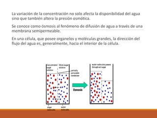 La variación de la concentración no solo afecta la disponibilidad del agua
sino que también altera la presión osmótica.
Se conoce como ósmosis al fenómeno de difusión de agua a través de una
membrana semipermeable.
En una célula, que posee organelos y moléculas grandes, la dirección del
flujo del agua es, generalmente, hacia el interior de la célula.
 