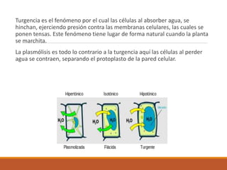 Turgencia es el fenómeno por el cual las células al absorber agua, se
hinchan, ejerciendo presión contra las membranas celulares, las cuales se
ponen tensas. Este fenómeno tiene lugar de forma natural cuando la planta
se marchita.
La plasmólisis es todo lo contrario a la turgencia aquí las células al perder
agua se contraen, separando el protoplasto de la pared celular.
 