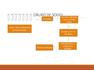 EFECTO DEL CLORURO DE SODIO
Etiquetar
Inocular cada tubo
con 0.1 ml del
cultivo
Incubar a 37° C /
24-48 hrs
Homogeneizar y
comparar la
turbidezAnotar resultados
Caldo + NaCl a diferentes
concentraciones
 