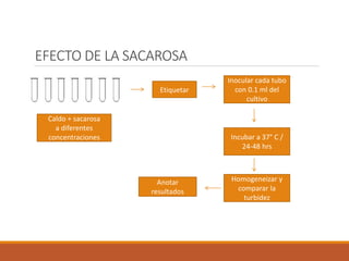 EFECTO DE LA SACAROSA
Caldo + sacarosa
a diferentes
concentraciones
Etiquetar
Inocular cada tubo
con 0.1 ml del
cultivo
Incubar a 37° C /
24-48 hrs
Homogeneizar y
comparar la
turbidez
Anotar
resultados
 