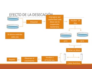 EFECTO DE LA DESECACIÓN
Incubar 14
días
Etiquetar
Impregnar por
capilaridad cada
disco con la
suspensión
bacteriana
16 discos estériles
cada una
Tomar un disco
22°C 55°C
Caldo Nutritivo
Incubar a
37°C/24 hrs.
Observar el
crecimiento
Repetir
 