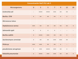 Concentración NaCl (%) Lab 3
Microorganismo 0 3 5 7 9 12 20
Escherichia coli - ++++ ++++ +++ ++ ++ -
Bacillus CFW + ++ ++ ++ + + -
Micrococcus luteus
Staphylococcus aureus +++ ++ ++ ++ ++ ++ +
Salmonella typhi + + + + - - -
Bacillus subtilis + ++++ +++ ++ ++ + -
Saccharomyces cerevisiae + ++ ++ +++ +++ ++ -
Pichia sp +++ +++ ++ ++ + - -
pseudomonas aeruginosa + +++ ++++ +++ ++ + -
klebsiella pneumoniae + ++++ +++ +++ ++ ++ +
 