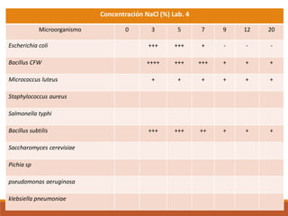 Concentración NaCl (%) Lab. 4
Microorganismo 0 3 5 7 9 12 20
Escherichia coli +++ +++ + - - -
Bacillus CFW ++++ +++ +++ + + +
Micrococcus luteus + + + + + +
Staphylococcus aureus
Salmonella typhi
Bacillus subtilis +++ +++ ++ + + +
Saccharomyces cerevisiae
Pichia sp
pseudomonas aeruginosa
klebsiella pneumoniae
 