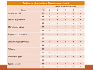 Periodo de observación a 2 temperaturas Lab.3
Cepa °C
Tiempo en desecación (días)
0 3 5 7 11
Escherichia coli 22 + + + + +
55 + - - - -
Bacillus megaterium 22 + + + + +
55 + + + + +
Micrococcus luteus 22 + + + + +
55 + - - - -
Staphylococcus aureus 22 + + + + +
55 + - - - -
Saccharomyces cerevisiae 22 + + + + +
55 + - - - -
Pichia sp 22 + + + + +
55 + - - - -
Salmonella typhi 22 + + + + +
55 + - - - -
Bacillus subtilis 22 + + + + +
55 + + + + +
 