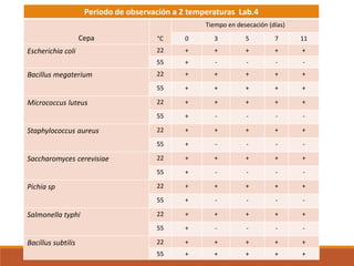 Periodo de observación a 2 temperaturas Lab.4
Cepa °C
Tiempo en desecación (días)
0 3 5 7 11
Escherichia coli 22 + + + + +
55 + - - - -
Bacillus megaterium 22 + + + + +
55 + + + + +
Micrococcus luteus 22 + + + + +
55 + - - - -
Staphylococcus aureus 22 + + + + +
55 + - - - -
Saccharomyces cerevisiae 22 + + + + +
55 + - - - -
Pichia sp 22 + + + + +
55 + - - - -
Salmonella typhi 22 + + + + +
55 + - - - -
Bacillus subtilis 22 + + + + +
55 + + + + +
 