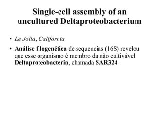 Single-cell assembly of an 
uncultured Deltaproteobacterium 
● La Jolla, California 
● Análise filogenética de sequencias (16S) revelou 
que esse organismo é membro da não cultivável 
Deltaproteobacteria, chamada SAR324 
 