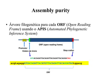 Assembly purity 
● Árvore filogenética para cada ORF (Open Reading 
Frame) usando o APIS (Automated Phylogenetic 
Inference System) 
 