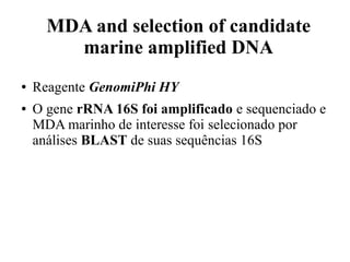 MDA and selection of candidate 
marine amplified DNA 
● Reagente GenomiPhi HY 
● O gene rRNA 16S foi amplificado e sequenciado e 
MDA marinho de interesse foi selecionado por 
análises BLAST de suas sequências 16S 
 