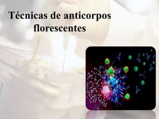 Técnicas de anticorpos
florescentes
 