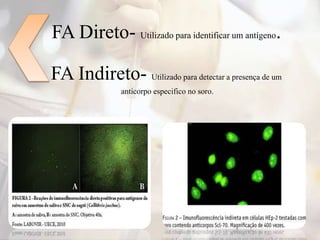 FA Direto- Utilizado para identificar um antígeno.
FA Indireto- Utilizado para detectar a presença de um
anticorpo especifico no soro.
 