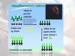 O anticorpo especifico para
contra o micróbio presente, ele
reage com um antígeno para
formar um complexo
 
