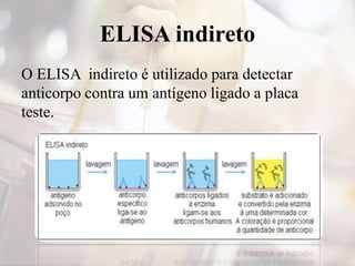 ELISA indireto
O ELISA indireto é utilizado para detectar
anticorpo contra um antígeno ligado a placa
teste.
 