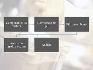 Componentes da
mistura
Eletroforese em
gel
Filtro/membrana
Anticorpo
ligado a enzima
Análise
 