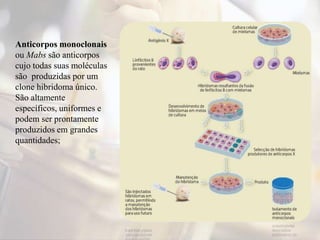 Anticorpos monoclonais
ou Mabs são anticorpos
cujo todas suas moléculas
são produzidas por um
clone hibridoma único.
São altamente
específicos, uniformes e
podem ser prontamente
produzidos em grandes
quantidades;
 