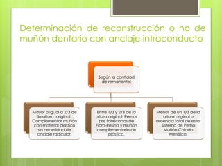 Determinación de reconstrucción o no de
muñón dentario con anclaje intraconducto
Según la cantidad
de remanente:
Mayor o igual a 2/3 de
la altura original:
Complementar muñón
con material plástico
sin necesidad de
anclaje radicular.
Entre 1/3 y 2/3 de la
altura original: Pernos
pre fabricados de
Fibro-Resina y muñón
complementario de
plástico.
Menos de un 1/3 de la
altura original o
ausencia total de esta:
Sistema de Perno
Muñón Colado
Metálico.
 