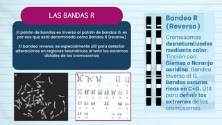 BANDEO CROMOSÓMICO - CITOGENÉTICA - MOLECULAR | PDF