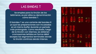 BANDEO CROMOSÓMICO - CITOGENÉTICA - MOLECULAR | PDF