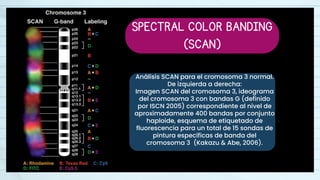 Normal Fish Iscn Examples BANDEO CROMOSÓMICO - CITOGENÉTICA - MOLECULAR | PDF