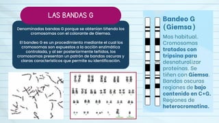 BANDEO CROMOSÓMICO - CITOGENÉTICA - MOLECULAR | PDF