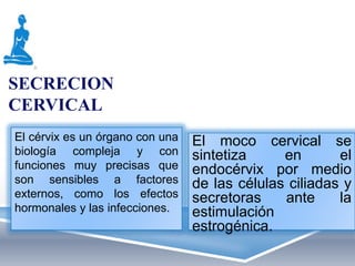 SECRECION
CERVICAL
El cérvix es un órgano con una   El moco cervical se
biología compleja y con          sintetiza     en       el
funciones muy precisas que       endocérvix por medio
son sensibles a factores         de las células ciliadas y
externos, como los efectos       secretoras    ante     la
hormonales y las infecciones.    estimulación
                                 estrogénica.
 