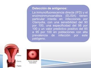  Detección de antígenos:
 La inmunofluorescencia directa (IFD) y el
  enzimoinmunoanálisis (ELISA) tienen
  particular interés en infecciones por
  Clamydia, con una sensibilidad del 90
  por 100, una especificidad del 98 por
  100 y un valor predictivo positivo del 85
  a 95 por 100 en poblaciones con alta
  prevalencia de infección por este
  patógeno.
 