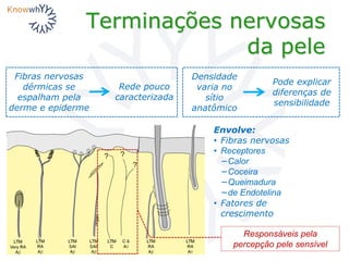 Terminações nervosas
da pele
Fibras nervosas
dérmicas se
espalham pela
derme e epiderme
Rede pouco
caracterizada
Densidade
varia no
sítio
anatômico
Pode explicar
diferenças de
sensibilidade
Envolve:
• Fibras nervosas
• Receptores
−Calor
−Coceira
−Queimadura
−de Endotelina
• Fatores de
crescimento
Responsáveis pela
percepção pele sensível
 