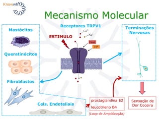 Mecanismo Molecular
ESTIMULO
Sensação de
Dor Coceira
Terminações
Nervosas
Queratinócitos
Fibroblastos
Mastócitos
Cels. Endoteliais
prostaglandina E2
leucotrieno B4
(Loop de Amplificação)
Receptores TRPV1
 