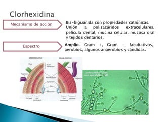 Mecanismo de acción   Bis-biguanida con propiedades catiónicas.
                      Unión     a   polisacáridos   extracelulares,
                      película dental, mucina celular, mucosa oral
                      y tejidos dentarios.

     Espectro         Amplio. Gram +, Gram -, facultativos,
                      aerobios, algunos anaerobios y cándidas.
 
