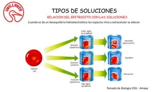 TIPOS DE SOLUCIONES
RELACION DEL ERITROCITO CON LAS SOLUCIONES
Cuando se da un desequilibrio hidroelectrolítico los espacios intra y extracelular se alteran
Tomado de Biologia COU - Amaya
 