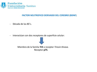FACTOR NEUTROFICO DERIVADO DEL CEREBRO (BDNF)
- Década de las 80´s.
- Interactúan con dos receptores de superficie celular:
Miembro de la familia TrK o receptor Tirosin Kinasa.
Receptor p75.
 