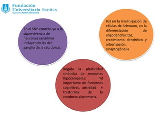 En el SNP contribuye a la
supervivencia de
neuronas sensitivas
incluyendo las del
ganglio de la raíz dorsal.
Rol en la mielinización de
células de Schwann, en la
diferenciación de
oligodendrocitos,
crecimiento dendrítico y
arborización,
sinaptogénesis.
Regula la plasticidad
sináptica de neuronas
hipocampales: rol
importante en funciones
cognitivas, ansiedad y
trastornos de la
conducta alimentaria.
 