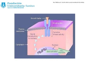 Rev. Médica vol 1. Acción sobre la via de transducción de señales
 