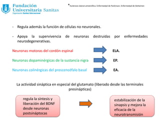 - Regula además la función de células no neuronales.
- Apoya la supervivencia de neuronas destruidas por enfermedades
neurodegenerativas.
Neuronas motoras del cordón espinal ELA.
Neuronas dopaminérgicas de la sustancia nigra EP.
Neuronas colinérgicas del proscencéfalo basal EA.
La actividad sináptica en especial del glutamato (liberado desde las terminales
presinápticas)
regula la síntesis y
liberación del BDNF
desde neuronas
postsináptocas
estabilización de la
sinapsis y mejora la
eficacia de la
neurotransmisión
*Esclerosis lateral amiotrófica. Enfermedad de Parkinson. Enfermedad de Alzheimer.
 