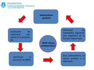 Polimorfismo
genético
sustitución de
metionina por
valina en la posición
66
disminuye la
secreción de BDNF
disminuye las
habilidades cognitivas
que dependen de la
función hipocampal.
Este polimorfismo se
asocia también a la
depresión.
BDNF efecto
antidepresivo?
 