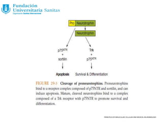 PRINCIPLES OF MOLECULAR, CELLULAR AND MEDICAL NEUROBIOLOGY.
 