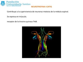 NEUROTROFINA 4 (NT4)
Contribuye a la supervivencia de neuronas motoras de la médula espinal.
Se expresa en músculo.
receptor de la tirosina quinasa TrkB.
 