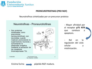 PRONEUROTROFINAS (PRO NGF)
Neurotrofinas sintetizadas por un precursor proteico
Enzima furina péptido NGF maduro.
- Mayor afinidad por
el receptor p75 NTR
que conduce a
apoptosis.
- Rol en la
regulación del ciclo
celular y
mielinización.
 