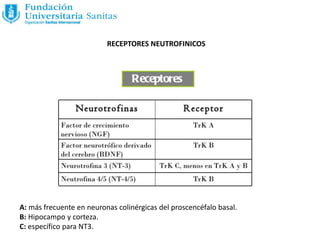 RECEPTORES NEUTROFINICOS
A: más frecuente en neuronas colinérgicas del proscencéfalo basal.
B: Hipocampo y corteza.
C: específico para NT3.
 