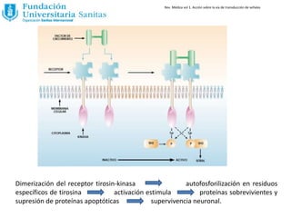 Dimerización del receptor tirosin-kinasa autofosforilización en residuos
específicos de tirosina activación estimula proteínas sobrevivientes y
supresión de proteínas apoptóticas supervivencia neuronal.
Rev. Médica vol 1. Acción sobre la via de transducción de señales
 